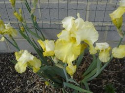 bel_iris_20211127_1107496094